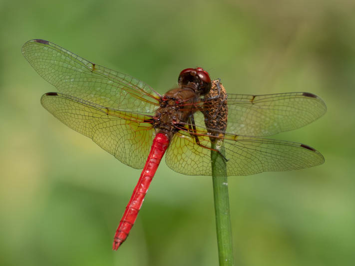 Sympetrum illotum (Cardinal Meadowhawk)-3.jpg